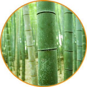 Multilingual Publishing Services