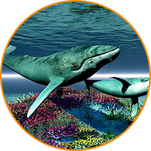 Video Translation Services