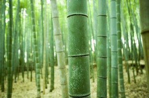 Desktop Publishing Services (DTP)